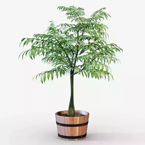 Houseplant tree in wooden pot