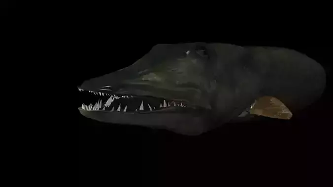 MUSKIE HEAD TEXTURES 3D model