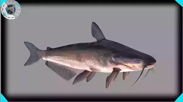 Blue Catfish 3D model