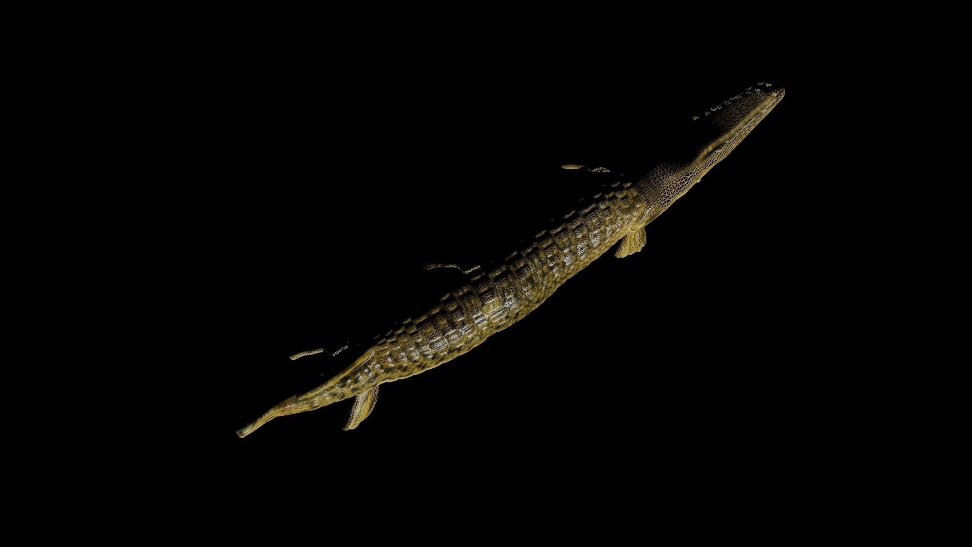 ALLIGATOR GAR 3D model_4