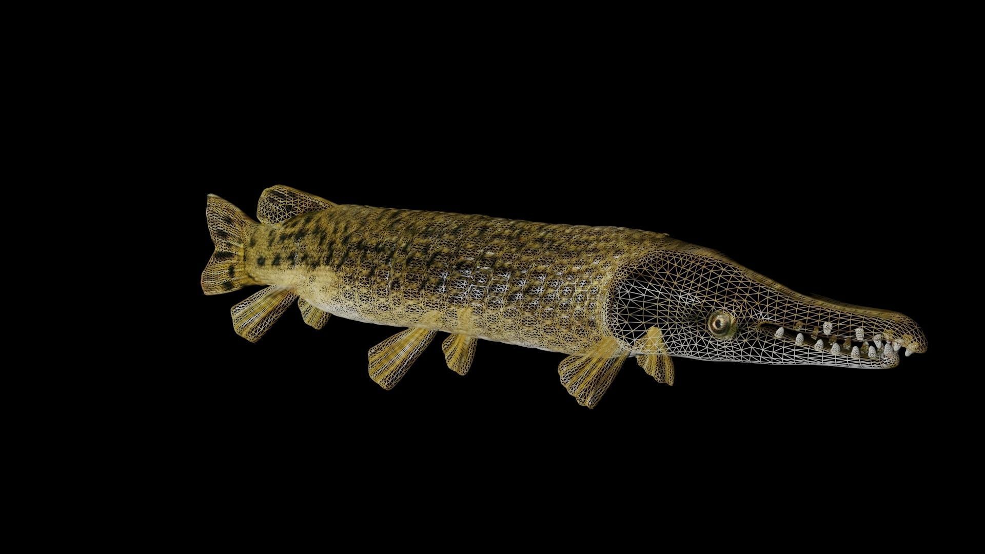 ALLIGATOR GAR 3D model_3