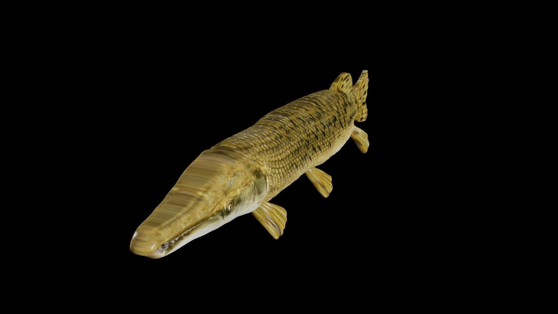 ALLIGATOR GAR 3D model_1