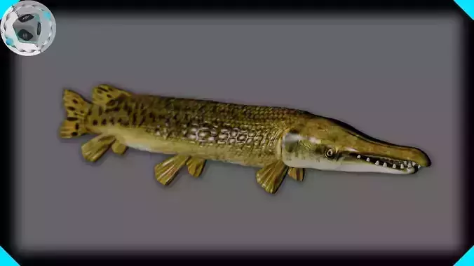 ALLIGATOR GAR