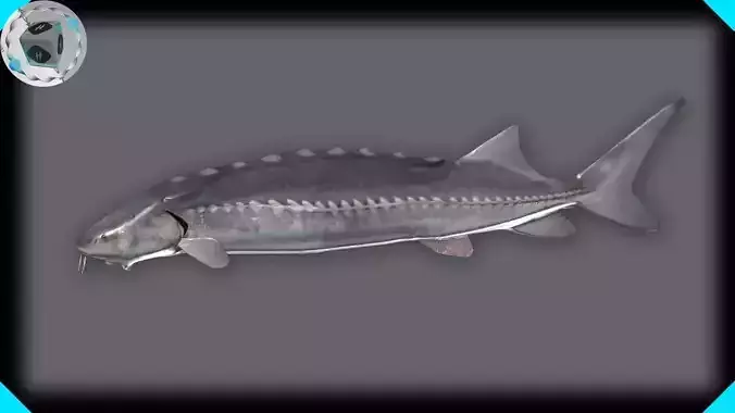 White Sturgeon
