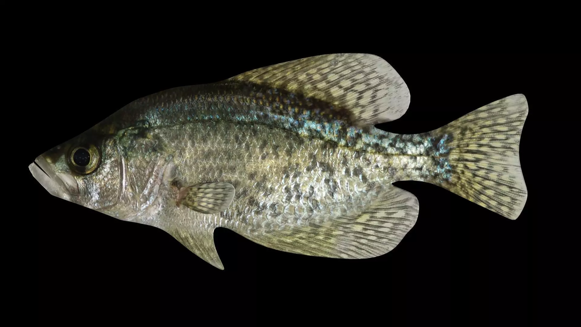 crappie x fish swimming 3D model_0