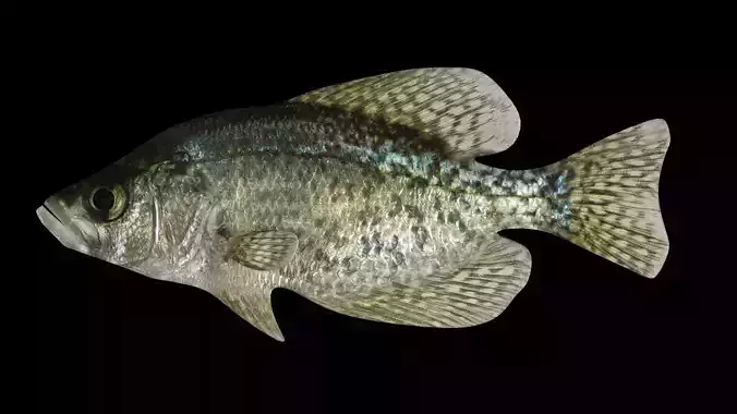 crappie x fish swimming