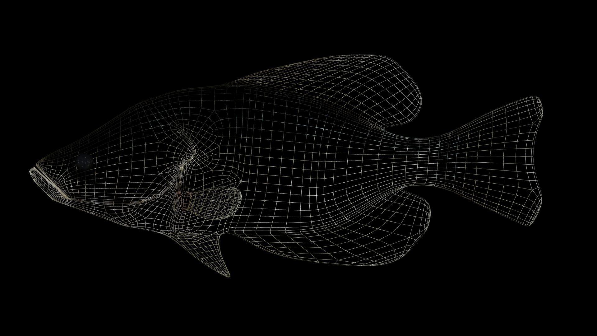crappie x fish swimming 3D model_1