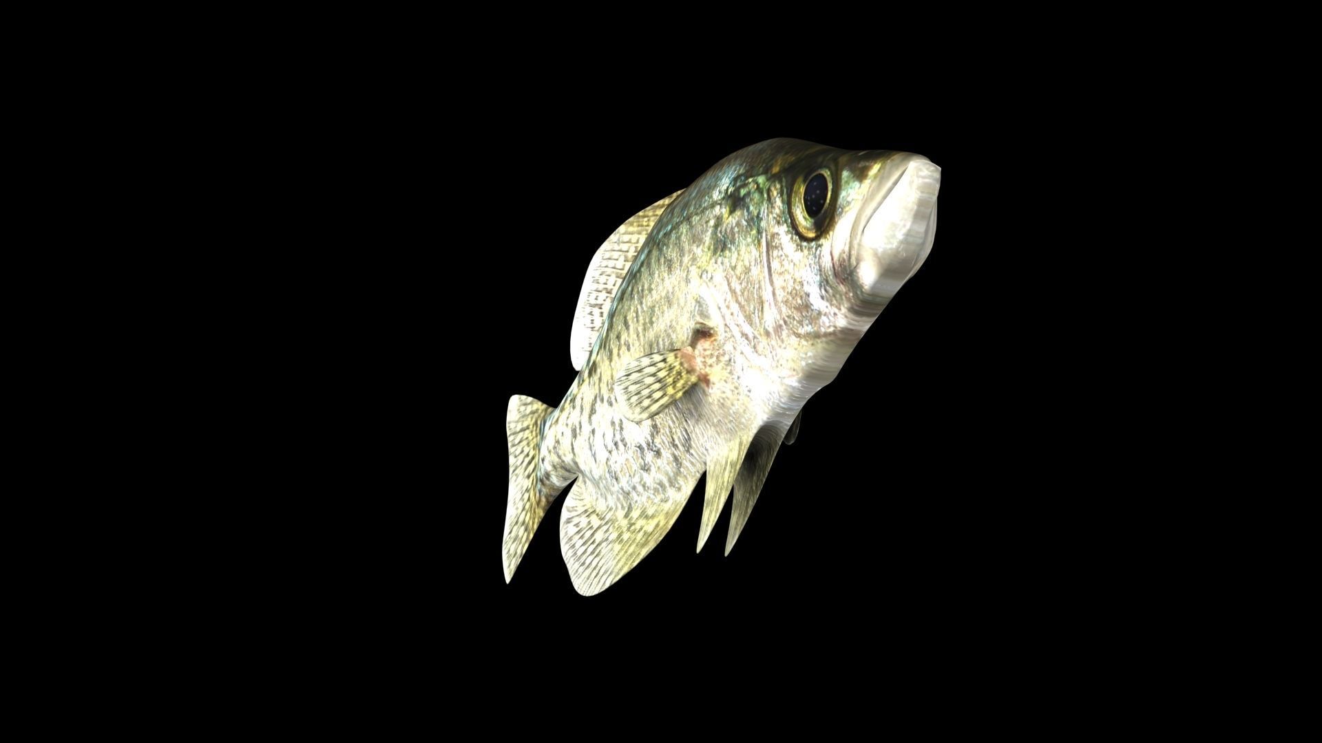 crappie x fish swimming 3D model_4
