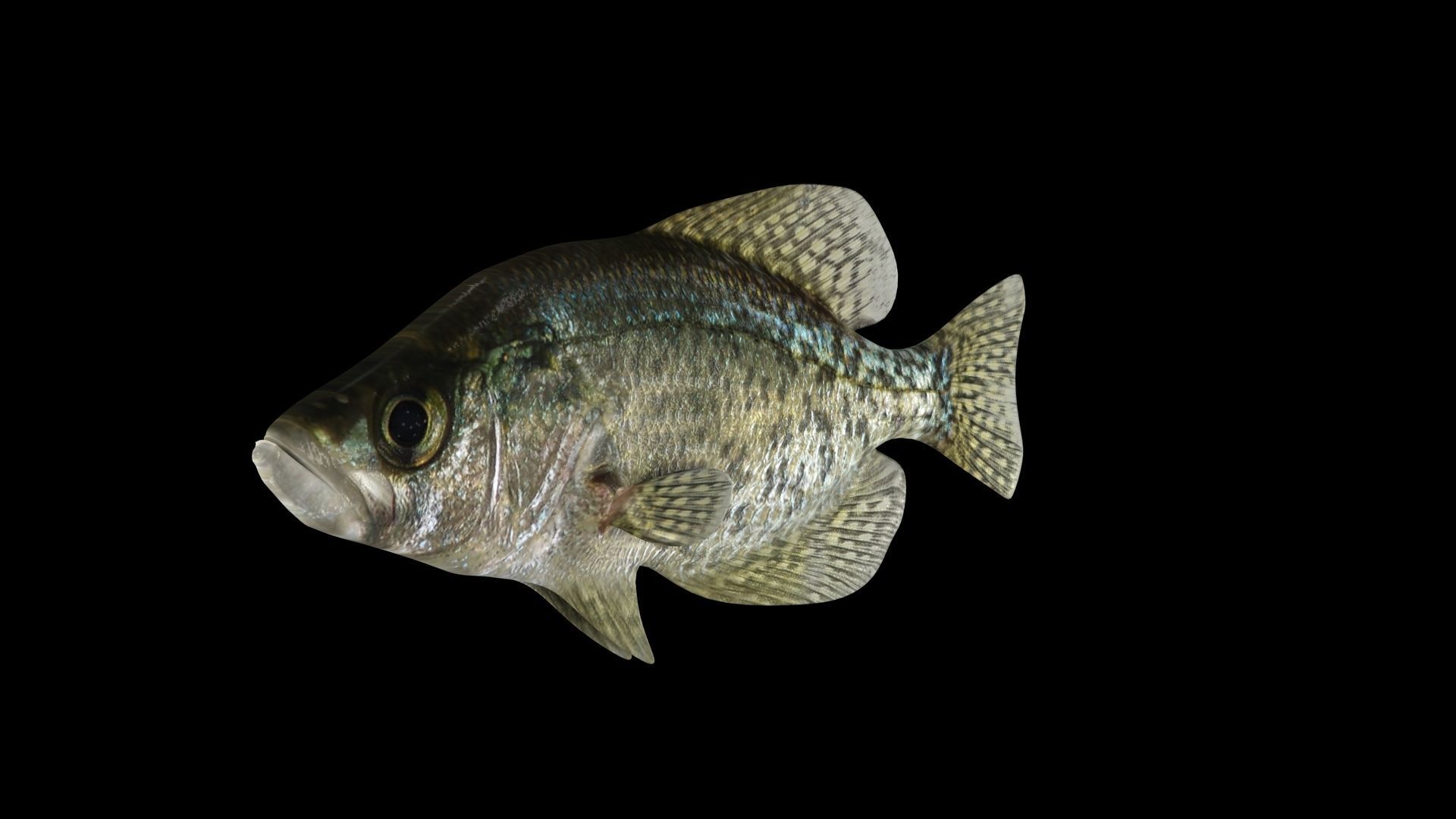 crappie x fish swimming 3D model_2