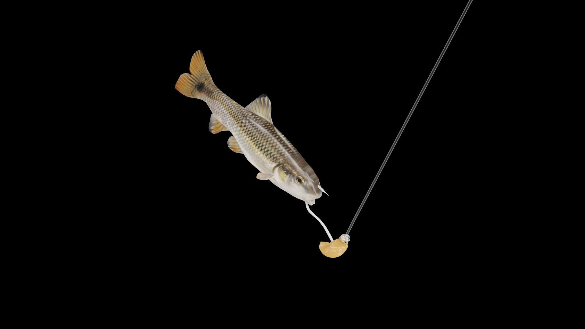 RedTail Chub 3D model_5