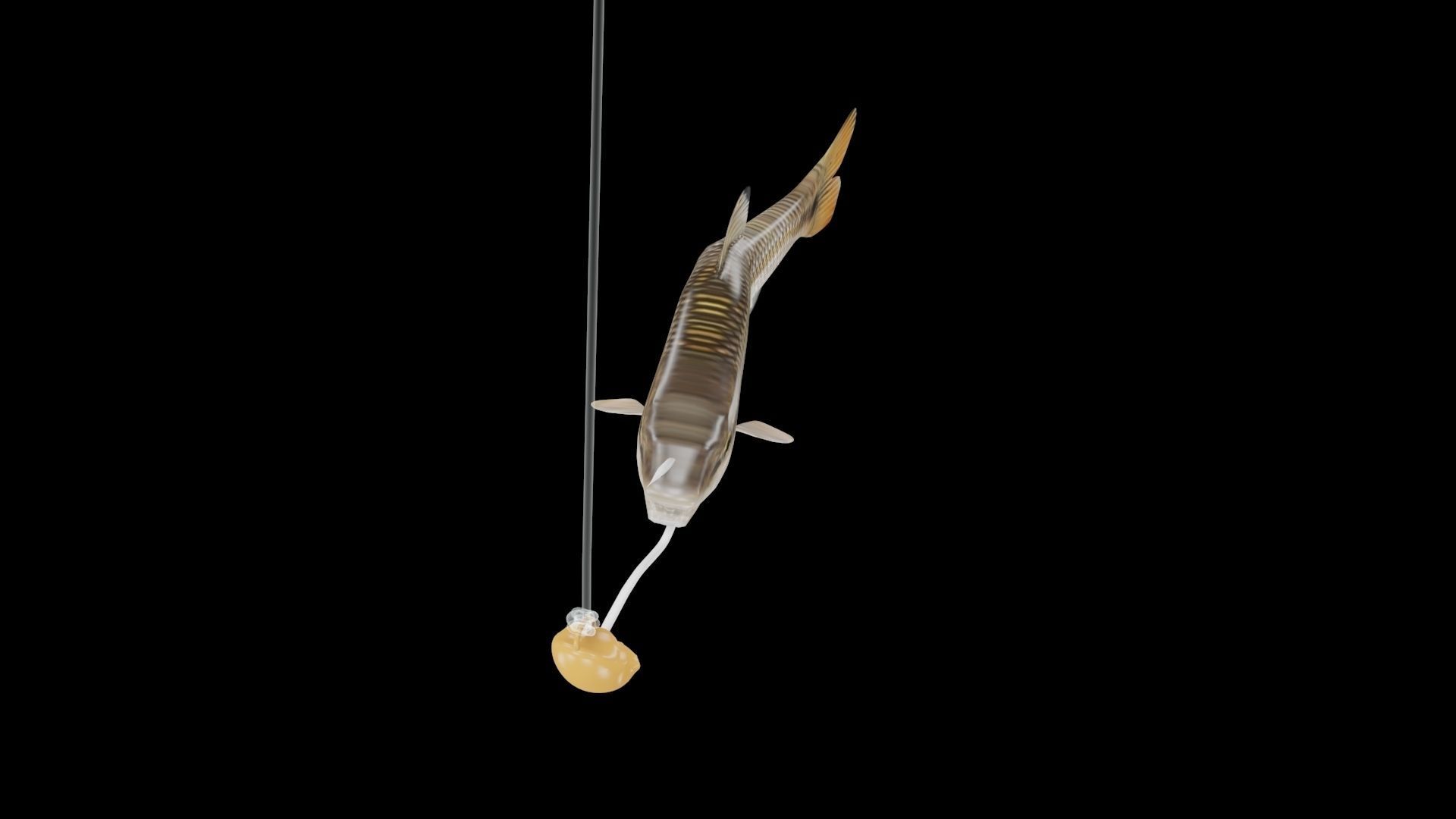 RedTail Chub 3D model_4
