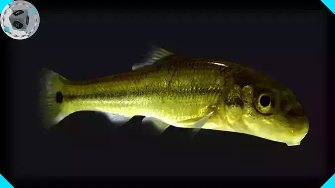 Sucker Minnow 3D model