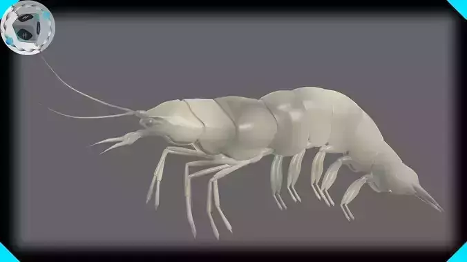 Fresh Water Shrimp
