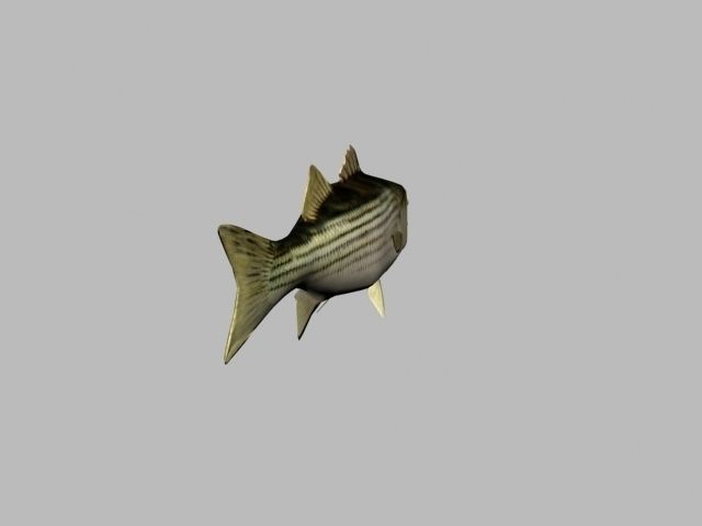 striped bass 3D model_2