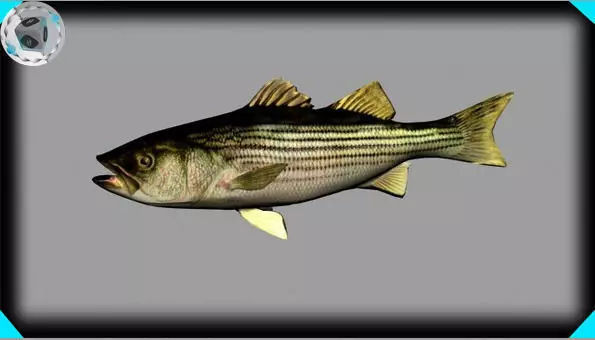 striped bass 3D model_0