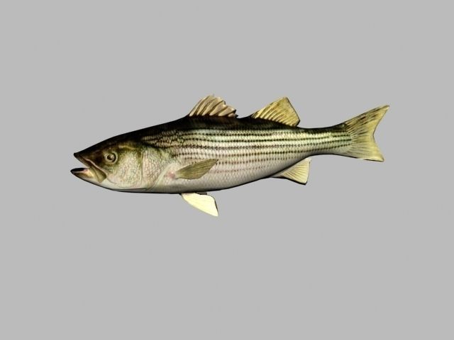 striped bass 3D model_1
