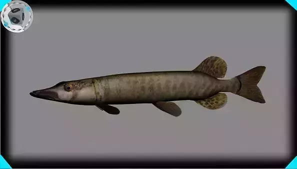 muskie fish 3D model