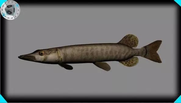 muskie fish 3D model_0
