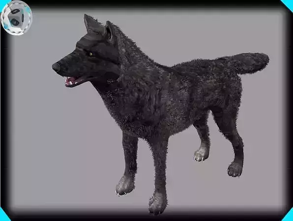 black wolf animal