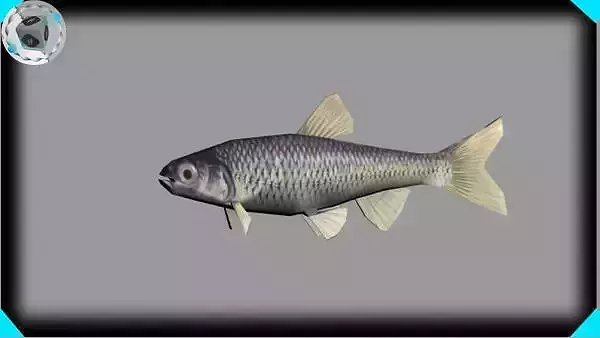 shinner minnow 3D model