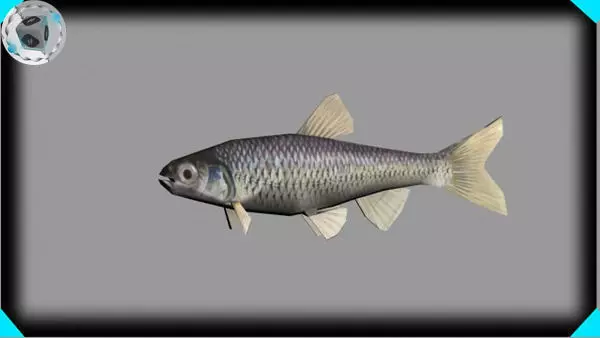 shinner minnow 3D model_0