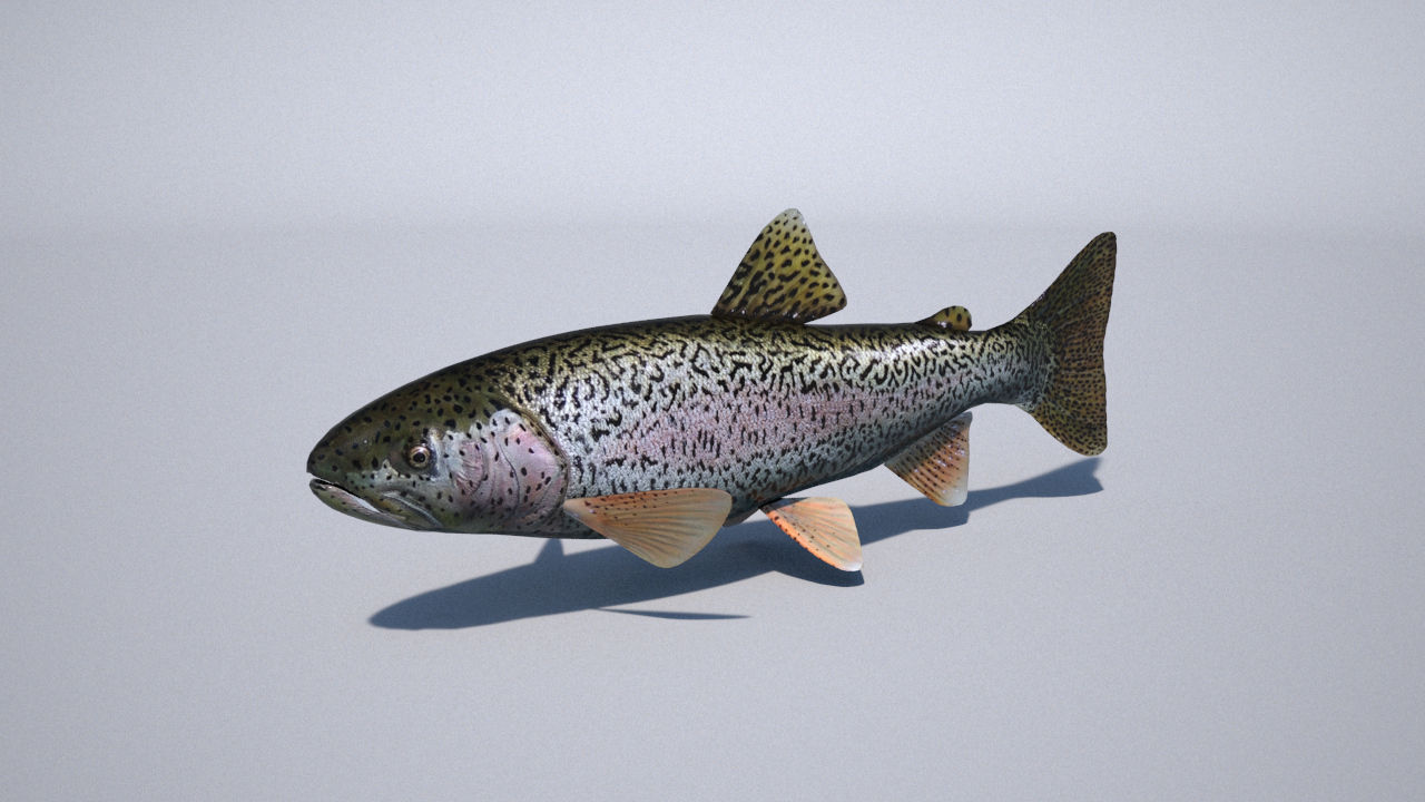 trout 3ds max vray 3D model_8
