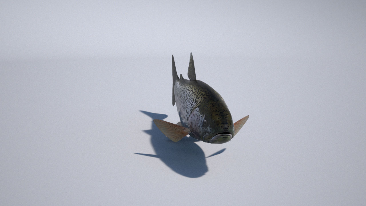 trout 3ds max vray 3D model_9