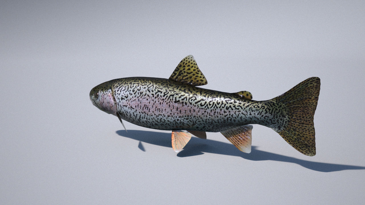trout 3ds max vray 3D model_2