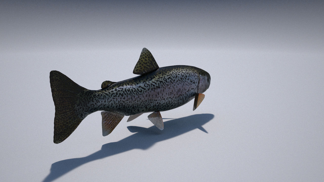 trout 3ds max vray 3D model_5