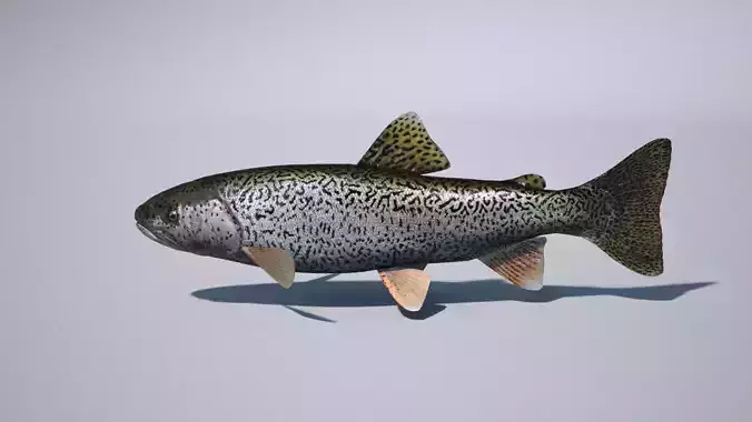 trout 3ds max vray 3D model