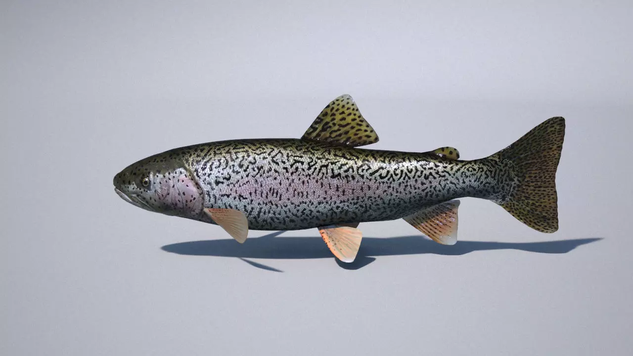trout 3ds max vray 3D model_0