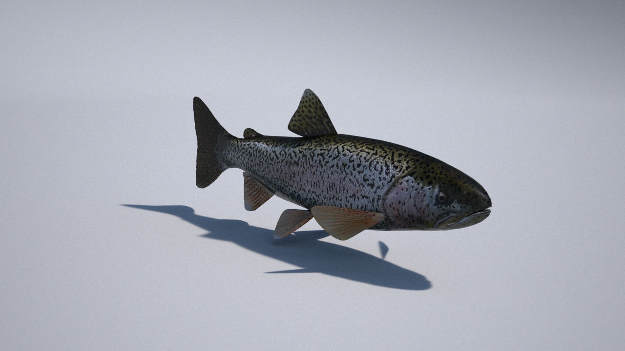 trout 3ds max vray 3D model_6