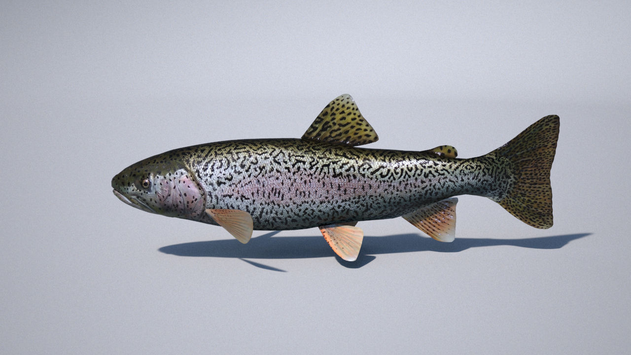 trout 3ds max vray 3D model_10