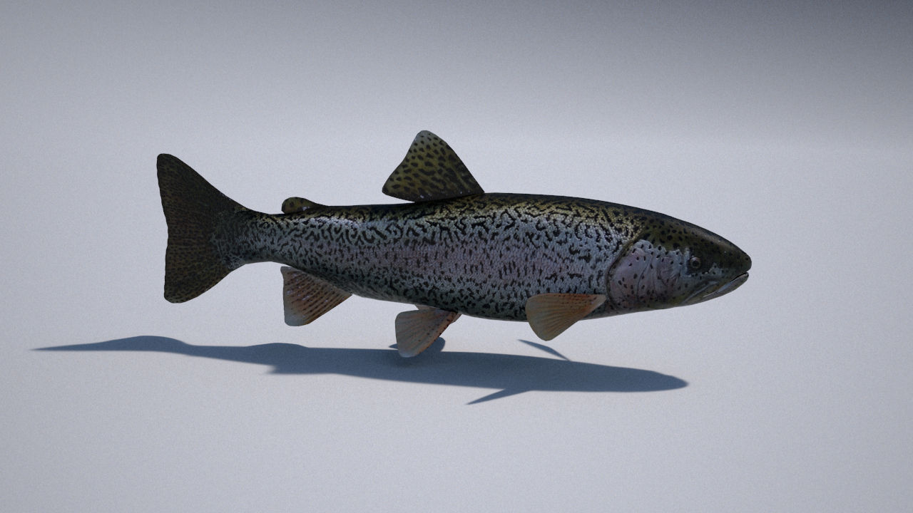 trout 3ds max vray 3D model_4