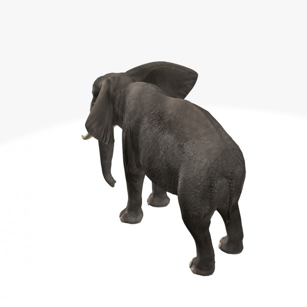 African Elephant 3D model_13
