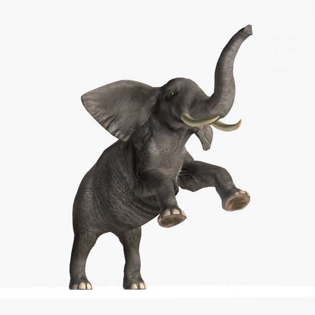 African Elephant 3D model_22