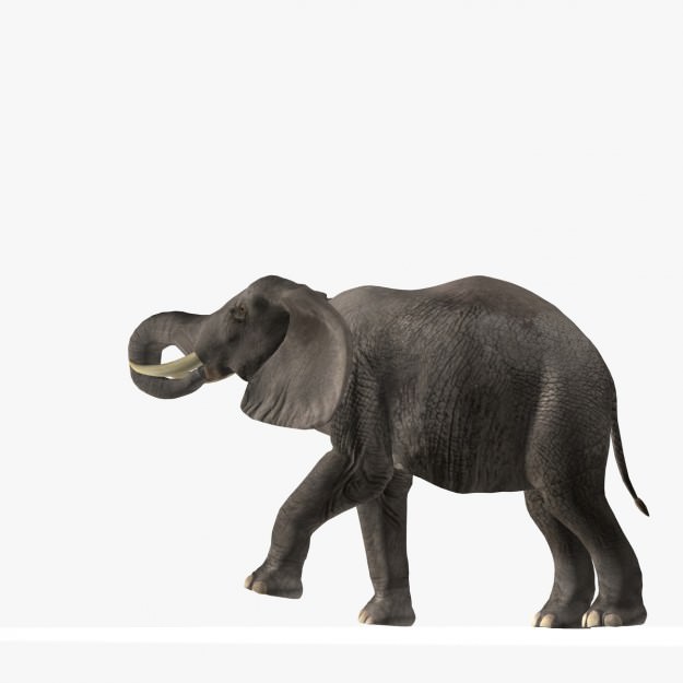 African Elephant 3D model_2