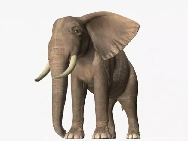 African Elephant 3D model_0