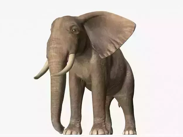 African Elephant