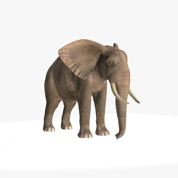 African Elephant 3D model_8