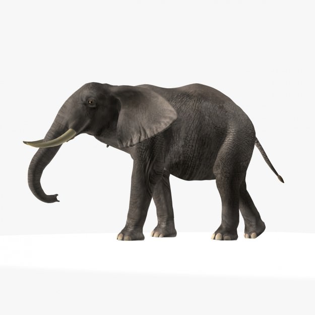 African Elephant 3D model_21