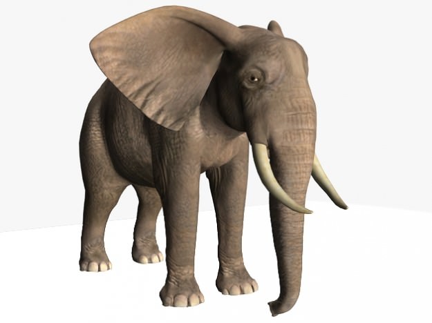 African Elephant 3D model_1