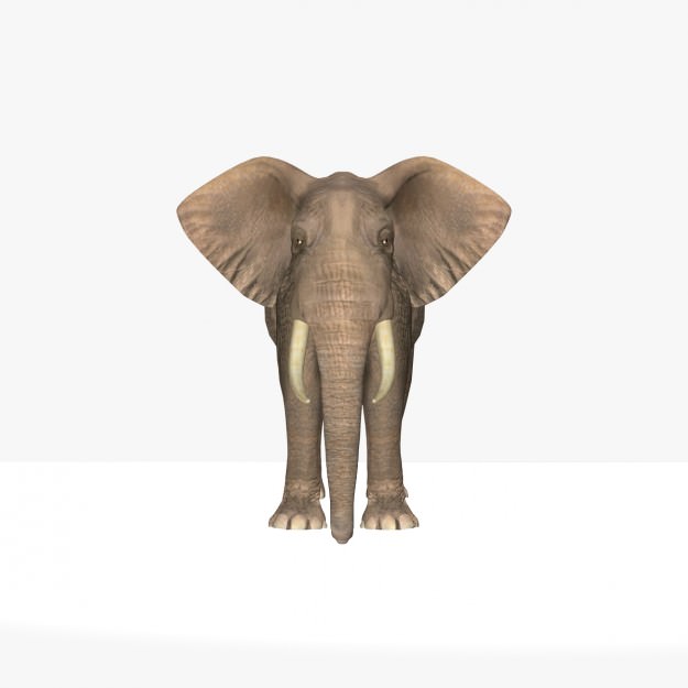 African Elephant 3D model_9