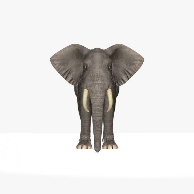 African Elephant 3D model_11