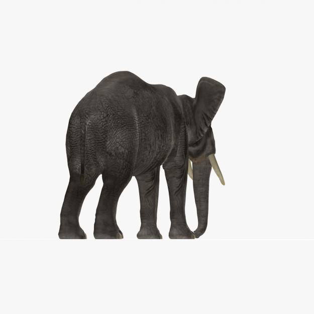 African Elephant 3D model_15