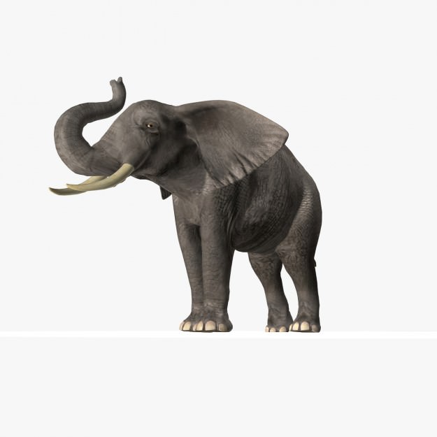 African Elephant 3D model_19