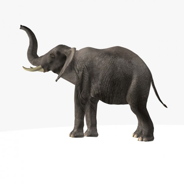 African Elephant 3D model_18