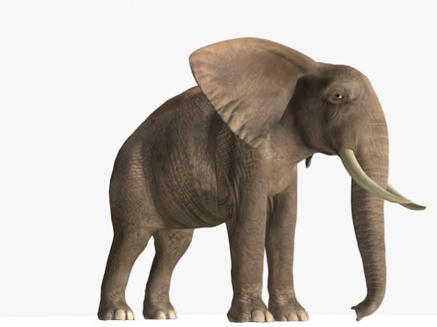 African Elephant 3D model_7