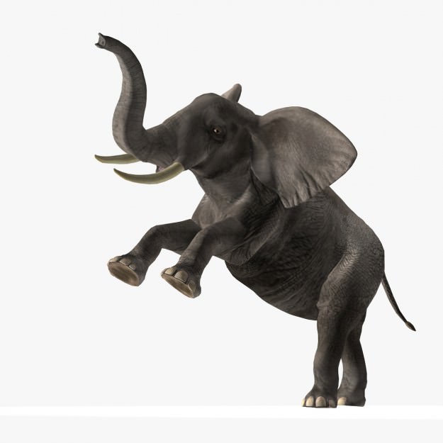African Elephant 3D model_24