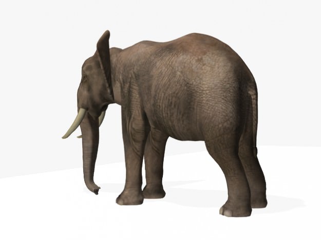 African Elephant 3D model_3